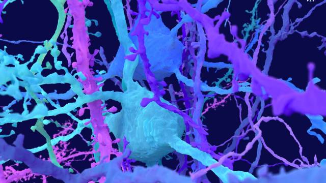 Scientists map the half-billion connections that allow mice to see.
