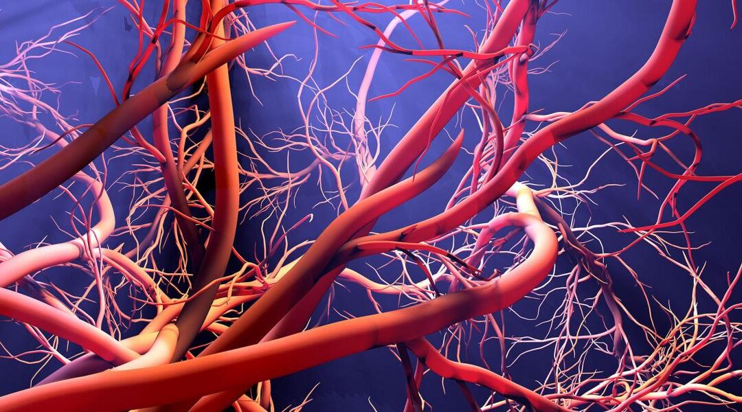 Simulations Unlock Secrets of Blood Vessel Growth.