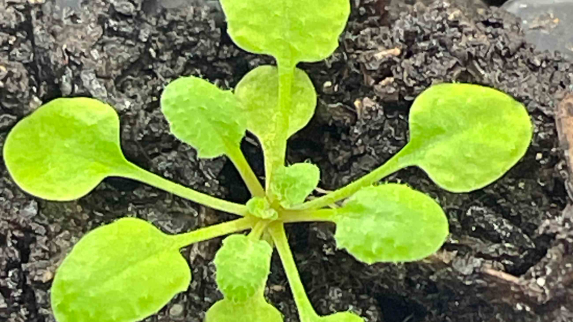 Scientists Find a New Way to Help Plants Fight Diseases.