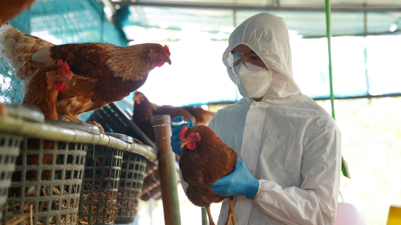 Bird Flu Basics From a Rutgers Health Infectious Disease Expert.