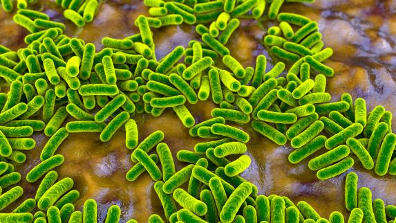 Gut Microbes Disturbed by COVID-19 Infection, Especially with Antibiotics.