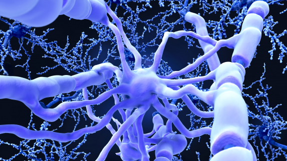 Brain Cell Insight Could Lead to New Treatments for Neurological-Based Diseases.